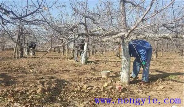 實(shí)施蘋果樹病蟲害防治