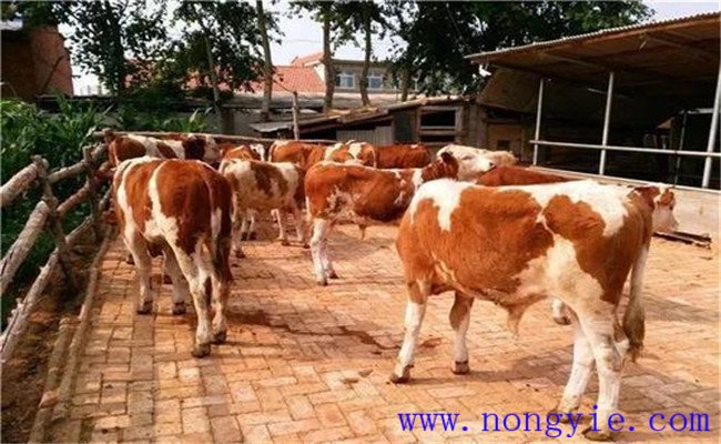 提高犢牛成活率的管理措施有哪些