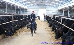 塑料大棚養(yǎng)牛可行嗎？如何在暖棚內(nèi)養(yǎng)殖育肥牛