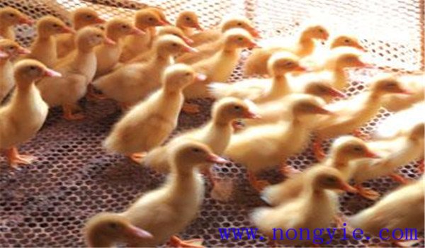 雛鴨開水、飲水注意事項