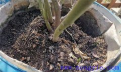 月季對土壤、溫度、光照、水份的要求