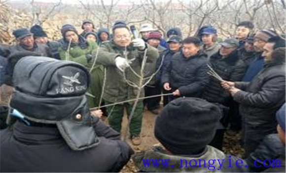 板栗種植技術(shù)與管理