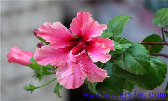 扶?；ㄔ趺答B(yǎng)