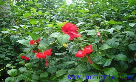 盆栽扶?；ㄔ趺答B(yǎng)才能開好花