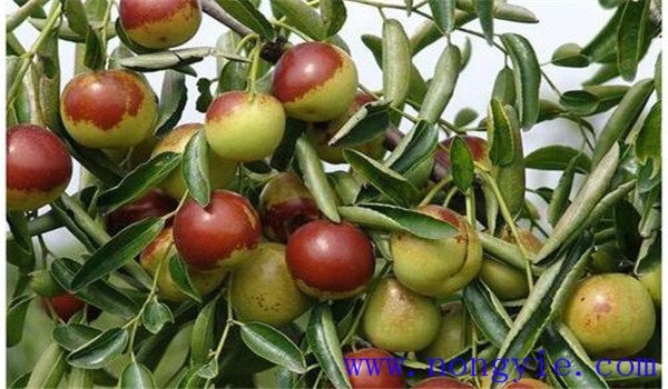 氮、磷、鉀是棗樹(shù)最重要的生產(chǎn)元素