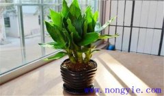 觀音竹怎么養(yǎng)才能長(zhǎng)得好，關(guān)注這四點(diǎn)就夠了