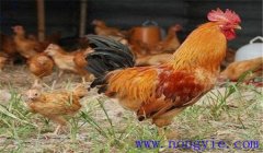 雞脫肛是什么原因,雞脫肛的癥狀與治療方法