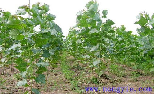 107楊樹(shù)栽行距和株距