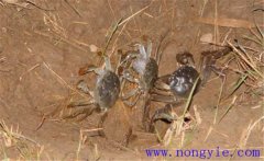 河蟹的食性特點(diǎn)簡(jiǎn)介 河蟹的生命周期有多長(zhǎng)？