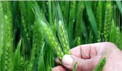 小麥揚(yáng)花期能澆水嗎？小麥揚(yáng)花期是什么時(shí)間