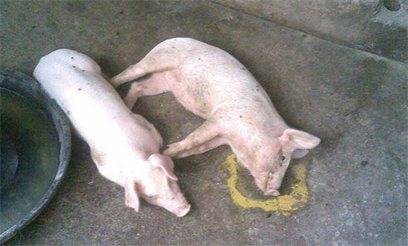 豬嘔吐是什么原因