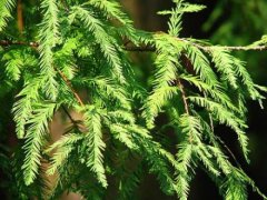 落羽杉與水杉的區(qū)別是什么,落羽杉簡介