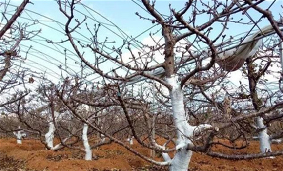 櫻桃樹(shù)死亡的原因有哪些 櫻桃樹(shù)死樹(shù)的防治措施