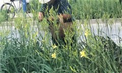 萱草要怎樣施肥？萱草的水肥管理