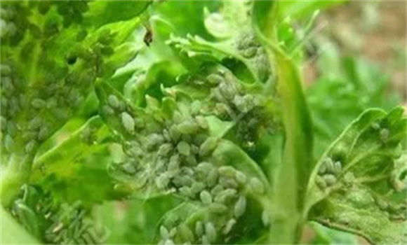 物理防治芹菜蚜蟲(chóng)