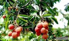 荔枝需要什么種植環(huán)境？荔枝種植技術(shù)有什么？