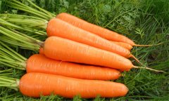 胡蘿卜的功效與作用？如何防治胡蘿卜軟腐病？