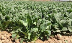 菠菜栽培技術(shù)要點(diǎn) 菠菜栽培秘訣有什么？