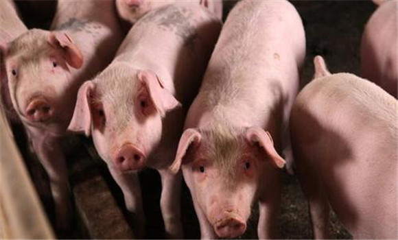  豬弓形蟲(chóng)病的防治方法