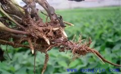 丹參根腐病的癥狀與預(yù)防方法，用什么藥防治？