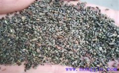 丹參繁殖育苗方法有幾種，分別怎樣繁殖？