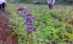 丹參主要病蟲害有哪些，如何防治？