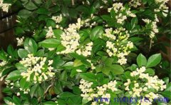 冬季九里香如何種植？該注意哪些環(huán)境因素？