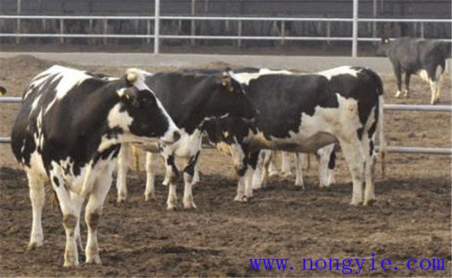 奶牛因飼料致病的防治方法