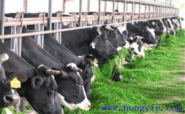 奶牛飼喂青飼料、多汁飼料應注意哪些問題