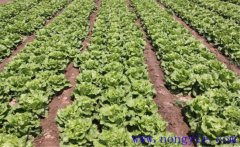 種植生菜如何施肥?生菜施肥方法簡(jiǎn)介