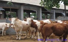 架子牛如何快速育肥？架子牛強(qiáng)化育肥方法