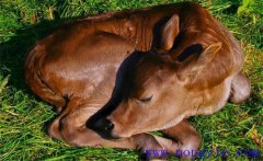 初生犢牛常見病有哪些，如何防治？