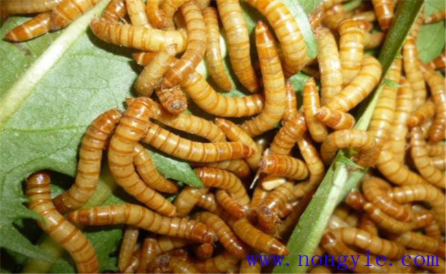 黃粉蟲的飼養(yǎng)管理技術(shù)要點