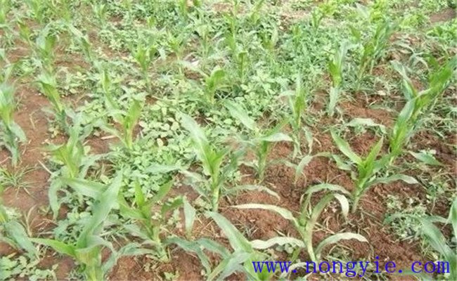 噴施玉米除草劑多久草會死