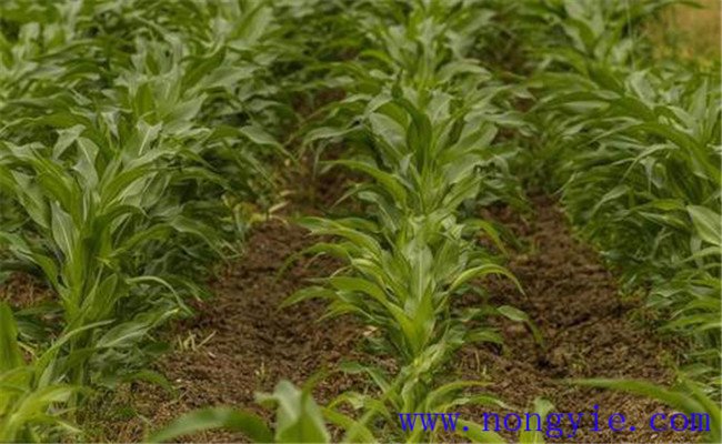 如何避免玉米除草劑產(chǎn)生藥害