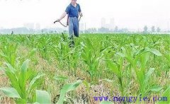 怎樣使用玉米除草劑，有哪些需注意事項？