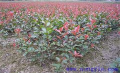 紅楠是紅葉石楠嗎？紅楠簡(jiǎn)介