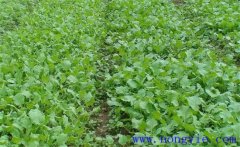 油菜育苗移栽技術(shù)要點(diǎn)與方法、步驟