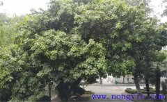 紫楠是常綠還是落葉植物，紫楠樹簡(jiǎn)介