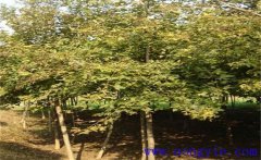 楓香是常綠還是落葉植物？楓香的生態(tài)習(xí)性簡(jiǎn)介