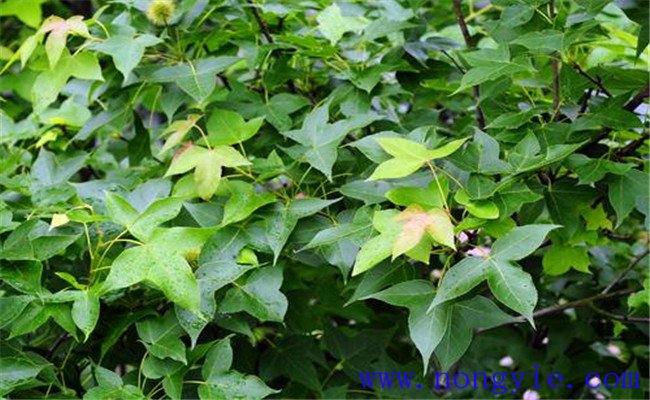 楓香的變種、變型及品種