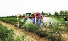 枸杞是如何施肥的，枸杞施肥該注意哪些問題？