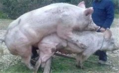 小母豬多大才可以配種，小母豬不發(fā)情怎么辦？