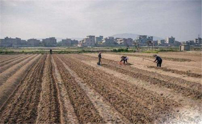 整地對玉米有哪些作用