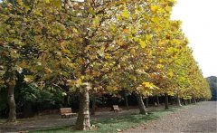 懸鈴木和梧桐的區(qū)別是什么？懸鈴木簡介