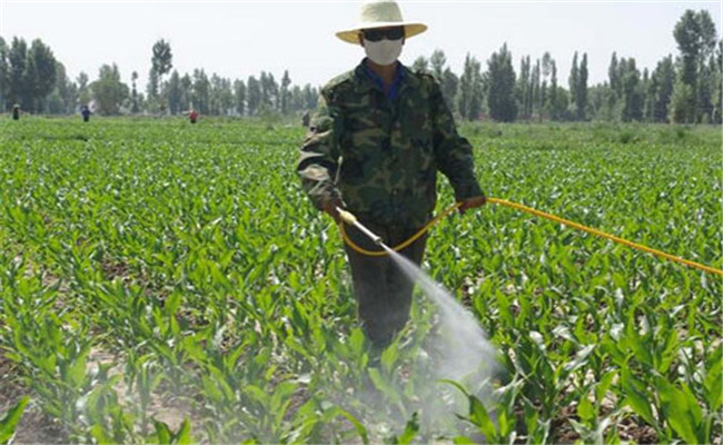 對玉米進(jìn)行葉面噴肥的必要性