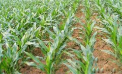 怎樣根據(jù)玉米需肥規(guī)律分次追肥、施肥？