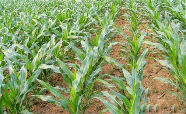 怎樣根據玉米需肥規(guī)律分次追肥