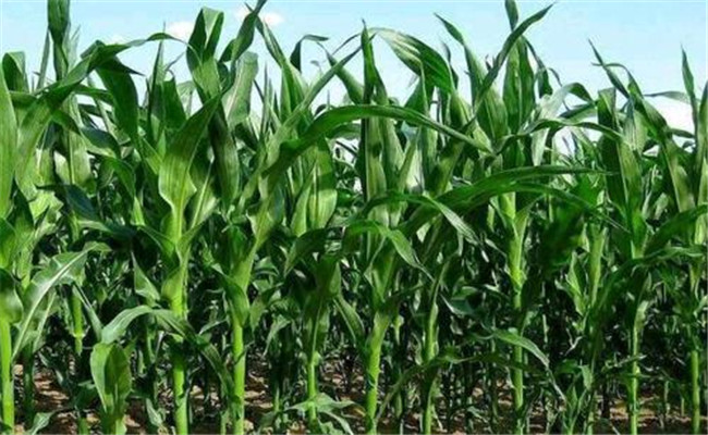 玉米青枯病防治技術及其發(fā)病原因