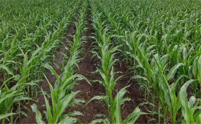 甜玉米移栽注意事項